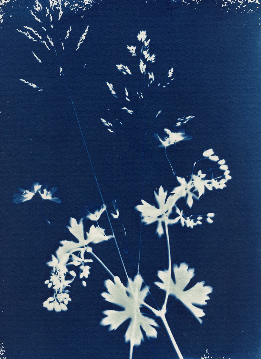 cyanotype-fleurs-graminees-1024-D.Crolle-Terzaghi