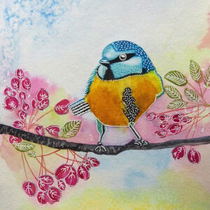 Mésange bleue (Blue chickadee)