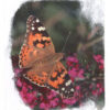Image transfer - Dates on request - Image 7