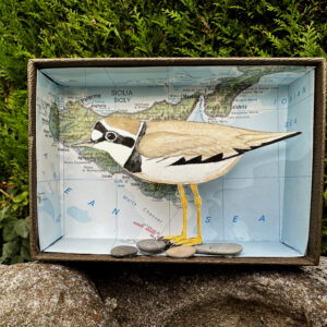 Seaside bird: little ringed plover