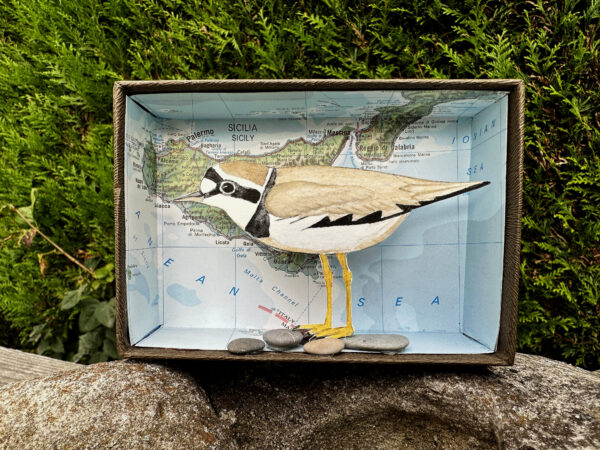 Seaside bird: little ringed plover